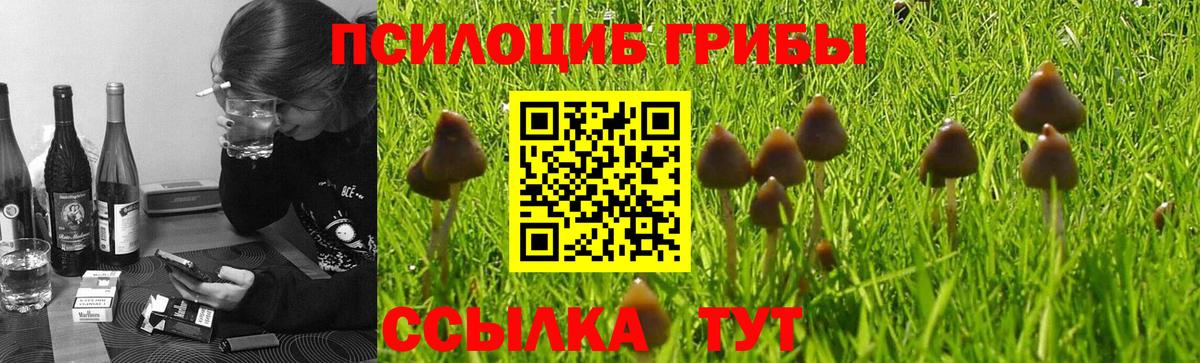 Галлюциногенные грибы мицелий  Вход с VPN  Гатчина 